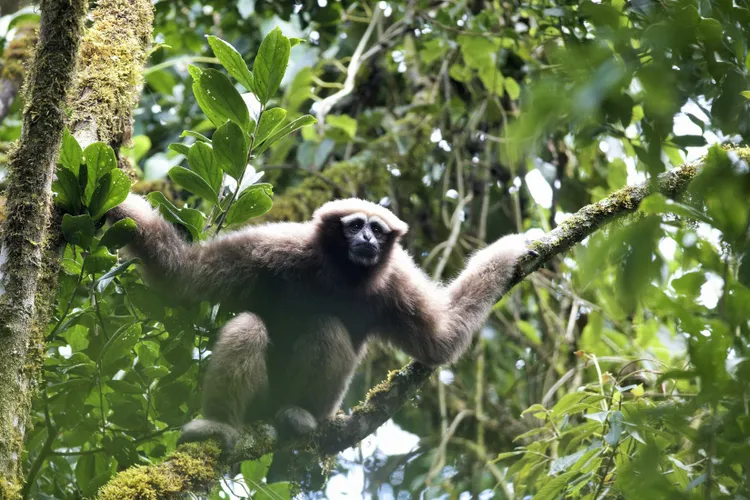 'Skywalker' Ape Discovered In Jungles Of Myanmar